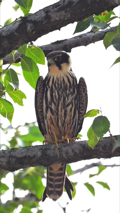 Eurasian Hobby Falcon Perched on Tree Branch Stock Footage 330787607
