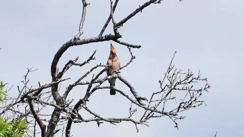 Eurasian Hoopoe Bird Calling While Perching on Tree Branch Stock Footage 332847956