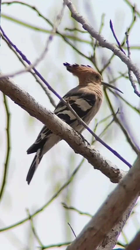 Eurasian hoopoe bird perched on a tree branch in its natural habitat Vidéo 334635663