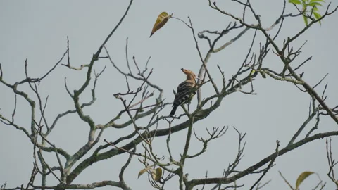 Eurasian Hoopoe Bird Perched On A Tree Branch In India Stock Footage 336618689