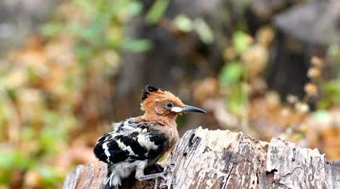 Eurasian hoopoe Stock Footage 25703834