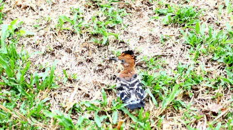 Eurasian hoopoe Stock Footage 25704950
