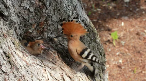 Eurasian hoopoe Stock Footage 39462639