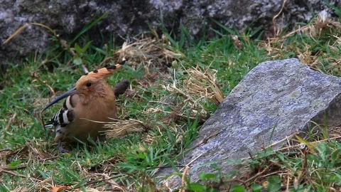 Eurasian hoopoe Stock Footage 101030321