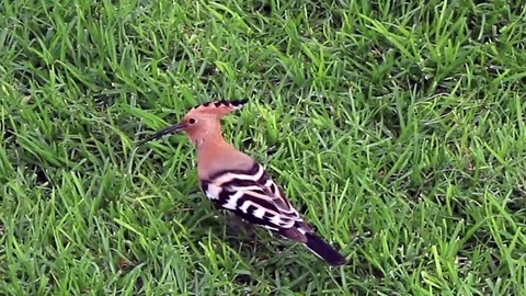 Eurasian Hoopoe foraging in grass Stock Footage 84256547
