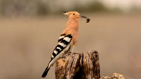 Winged Bliss Hoopoe Happiness Revealed Background, Bird, Hoopoe, Wildlife  Background Image And Wallpaper for Free Download