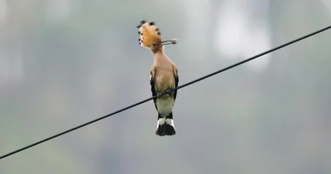 Eurasian Hoopoe resting on a cable Stock Footage 336115090