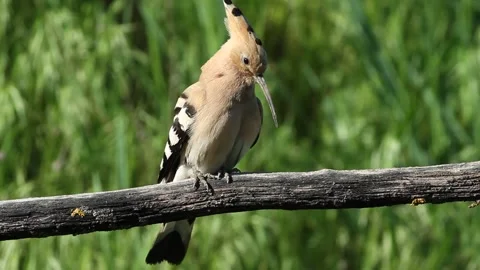 Eurasian hoopoe, Upupa epops. A bird sits on a branch and makes mating calls Stock Footage