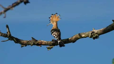 Eurasian Blue Tit Hanging on a Thin Branch Stock Image - Image of