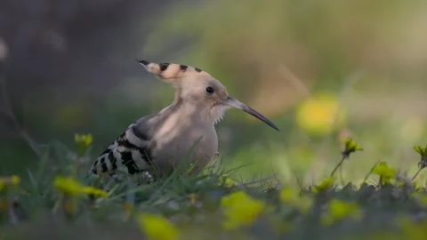 Eurasian hoopoe (Upupa epops) Stock Footage 246545823