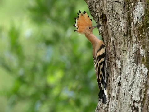 Eurasian hoopoe (Upupa epops) nesting Stock-Footage 80981311
