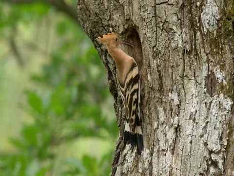 Eurasian hoopoe (Upupa epops) nesting Stock-Footage 81058408