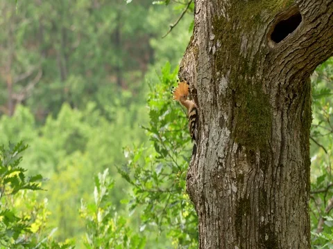 Eurasian hoopoe (Upupa epops) nesting Stock Footage 81059111