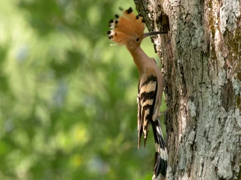 Eurasian hoopoe (Upupa epops) nesting Stock-Footage 81059557
