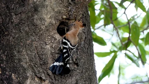Eurasian hoopoe (Upupa epops) nesting Vidéo 88765874