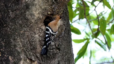 Eurasian hoopoe (Upupa epops) nesting Vidéo 88767508