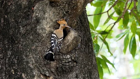 Eurasian hoopoe (Upupa epops) nesting Vidéo 88767874