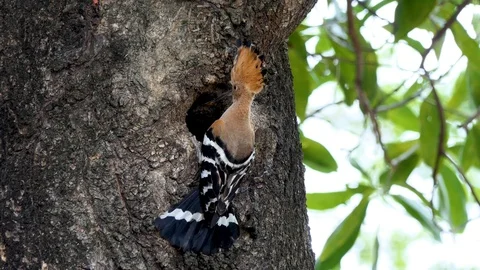 Eurasian hoopoe (Upupa epops) nesting Vidéo 88767888