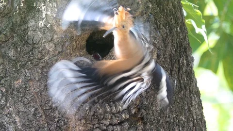 Eurasian hoopoe (Upupa epops) nesting Stock-Footage 89958958