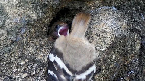 Eurasian hoopoe (Upupa epops) nesting 库存影片 89958976