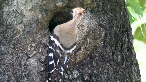 Eurasian hoopoe (Upupa epops) nesting Vidéo 89958998