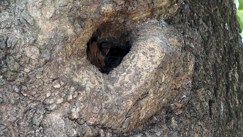 Eurasian hoopoe (Upupa epops) nesting Видео 89959304