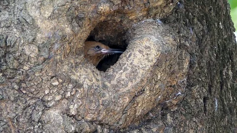 Eurasian hoopoe (Upupa epops) nesting Vidéo 89967441