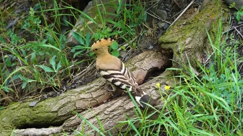 Eurasian Hoopoe (Upupa epops) Nesting Activity in the Caucasus Mountains Stock Footage 325814974