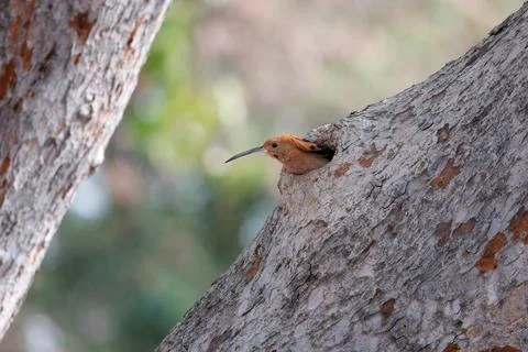 Eurasian hoopoe, Upupa epops, sitting in nest hole on tree trunk in nature Stock Photos
