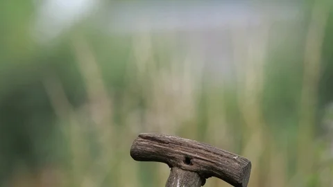 Eurasian jackdaw Stock Footage 115975419