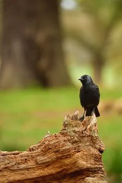 Eurasian Jackdaw Perched on Fallen Tree Stock Photos