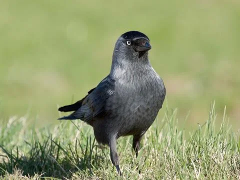 Eurasian Jackdaw Stock Photos