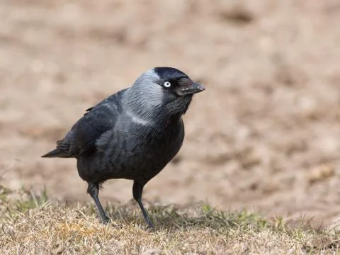 Eurasian Jackdaw Stock Photos