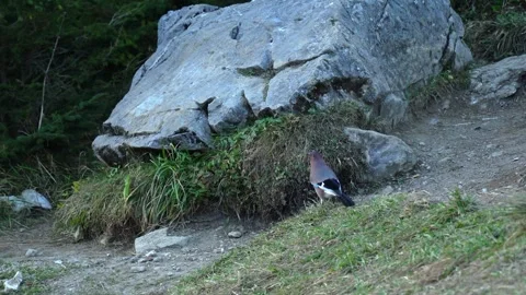 Eurasian Jay Beside Mountain Trail in Tatra Mountains Stock-Footage 345629543