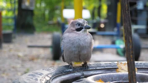 Eurasian Jay Bird Drinking Water, Perched on Tire in Autumn Setting Stock Footage 320616990