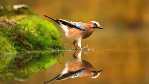 Eurasian jay bird drinks water near mossy bank with sharp reflection against Stock Footage 340861393
