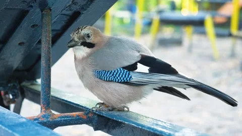 Eurasian Jay Bird Eating Corn Seed in Park Stock Footage 320616959