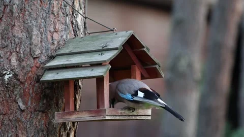 Eurasian Jay Bird Feeding Inside Wooden Feeder House Stock Footage 346248990