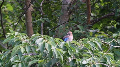 Eurasian jay bird in garden tree Stock Footage 121318026