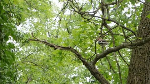 Eurasian Jay Bird Hopping on Oak Tree Branch in Forest Slow Motion Stock Footage 336661494