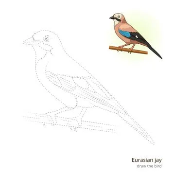 Eurasian jay bird learn to draw vector Stock Illustration