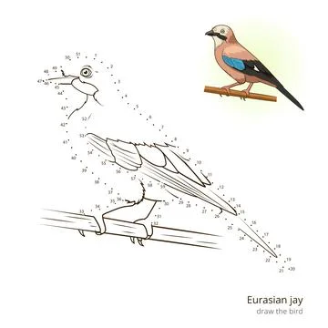 Eurasian jay bird learn to draw vector Stock Illustration