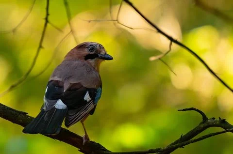 Eurasian jay bird posing in front of colorful background. Stock Photos