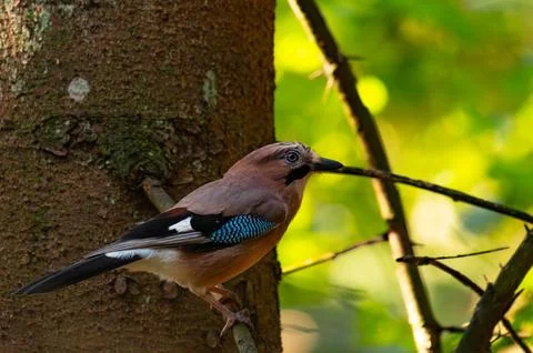 Eurasian jay bird posing in front of colorful background. Stock Photos