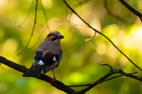 Eurasian jay bird posing in front of colorful background. Stock Photos