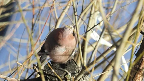 Eurasian jay bird sitting on branches, close up Video stock 304677679