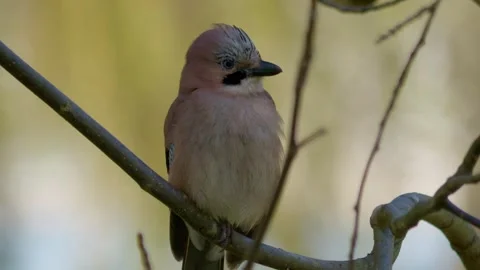 Eurasian jay bird sitting on tree branch 動画素材 306547255
