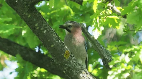 Eurasian jay bird on a tree branch, Garrulus glandarius Stock Footage 308752692