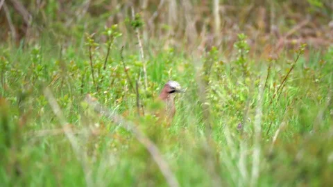 Eurasian Jay Bird in the Wilderness Stock Footage 112667669