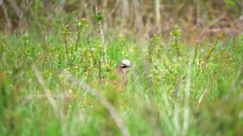 Eurasian Jay Bird in the Wilderness Stock Footage 112667741